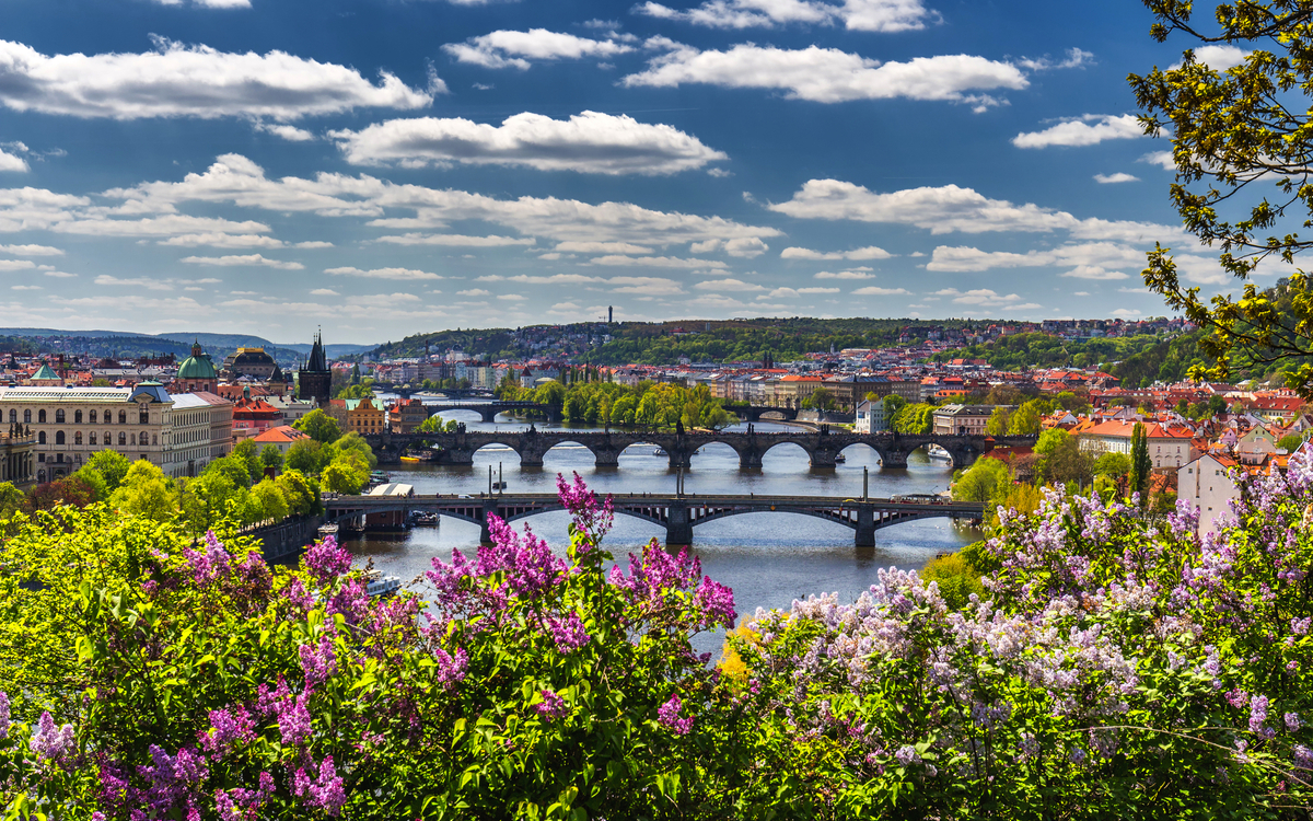 blühender Fliederbusch vor der Moldau und der Karlsbrücke